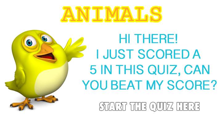 Animal Quiz.