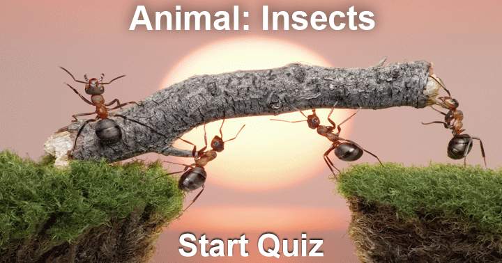 Do you like bugs? Then this is the right quiz for you!