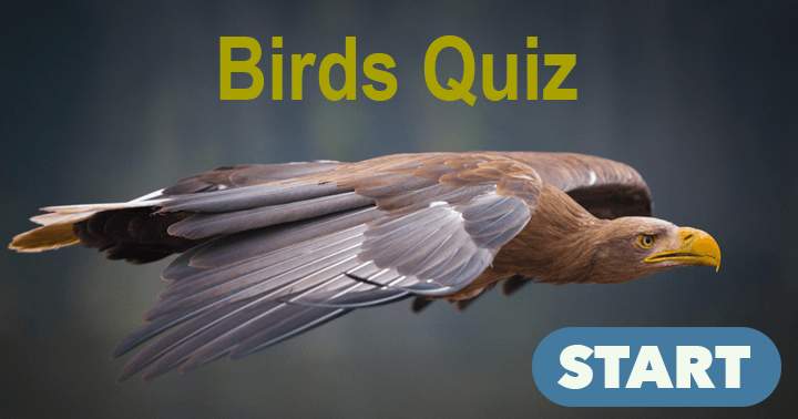 Quiz on Birds Trivia