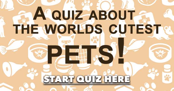 Pets Quiz: The Cutest