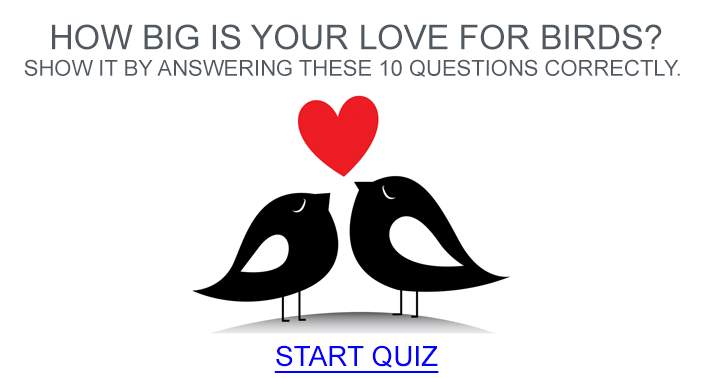 Quiz about Birds