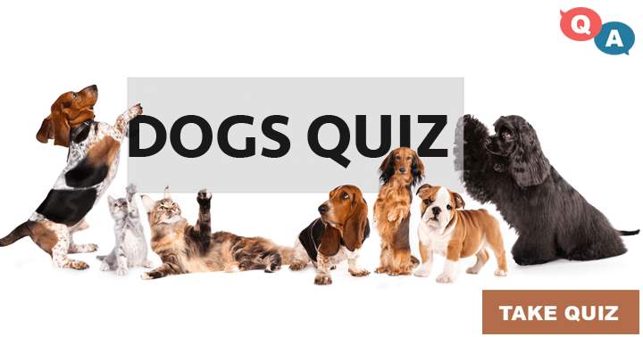 10 fun questions about dogs in general and famous dogs.