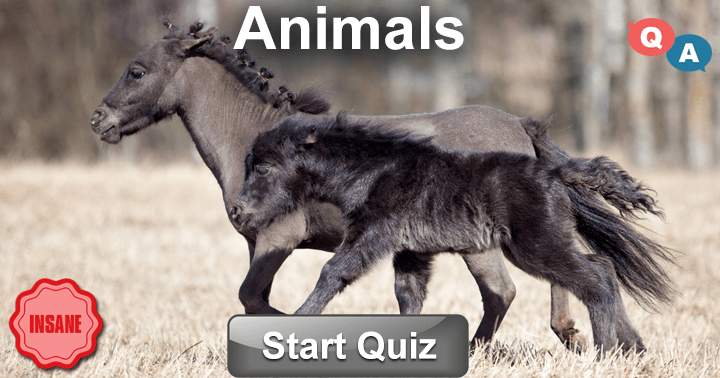 Are you a real animal lover? Then take this fun quiz and show us how much you know about them.