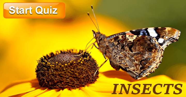 10 Questions about Insects!, can you get more than 5 correct ?