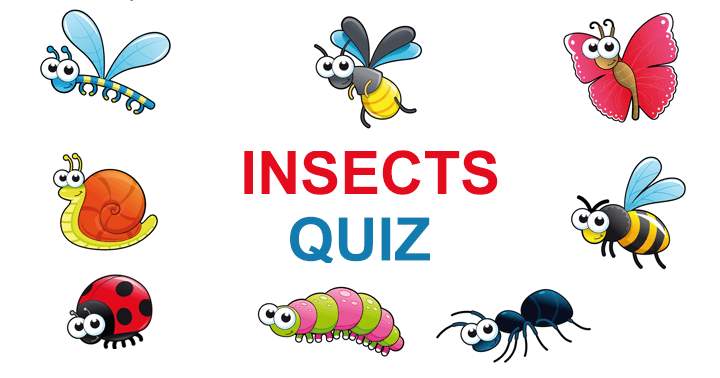 How much do you know about insects?